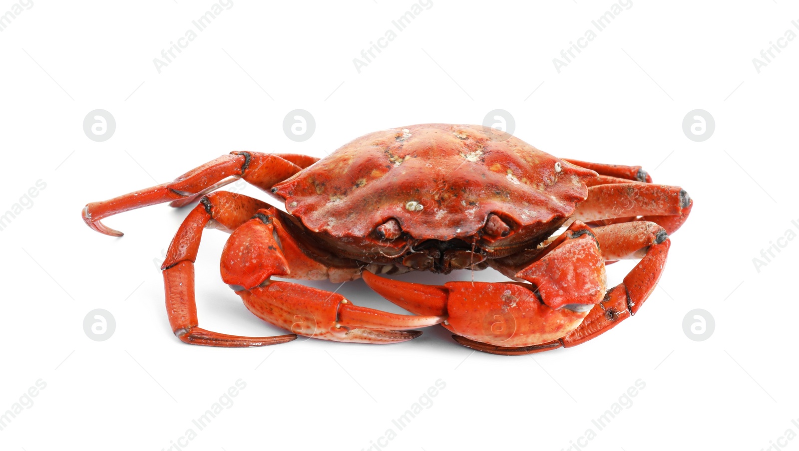 Photo of One delicious boiled crab isolated on white