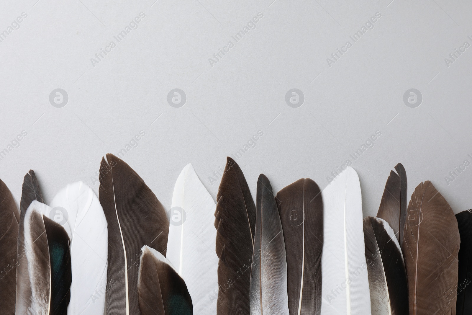 Photo of Many different bird feathers on white background, flat lay. Space for text