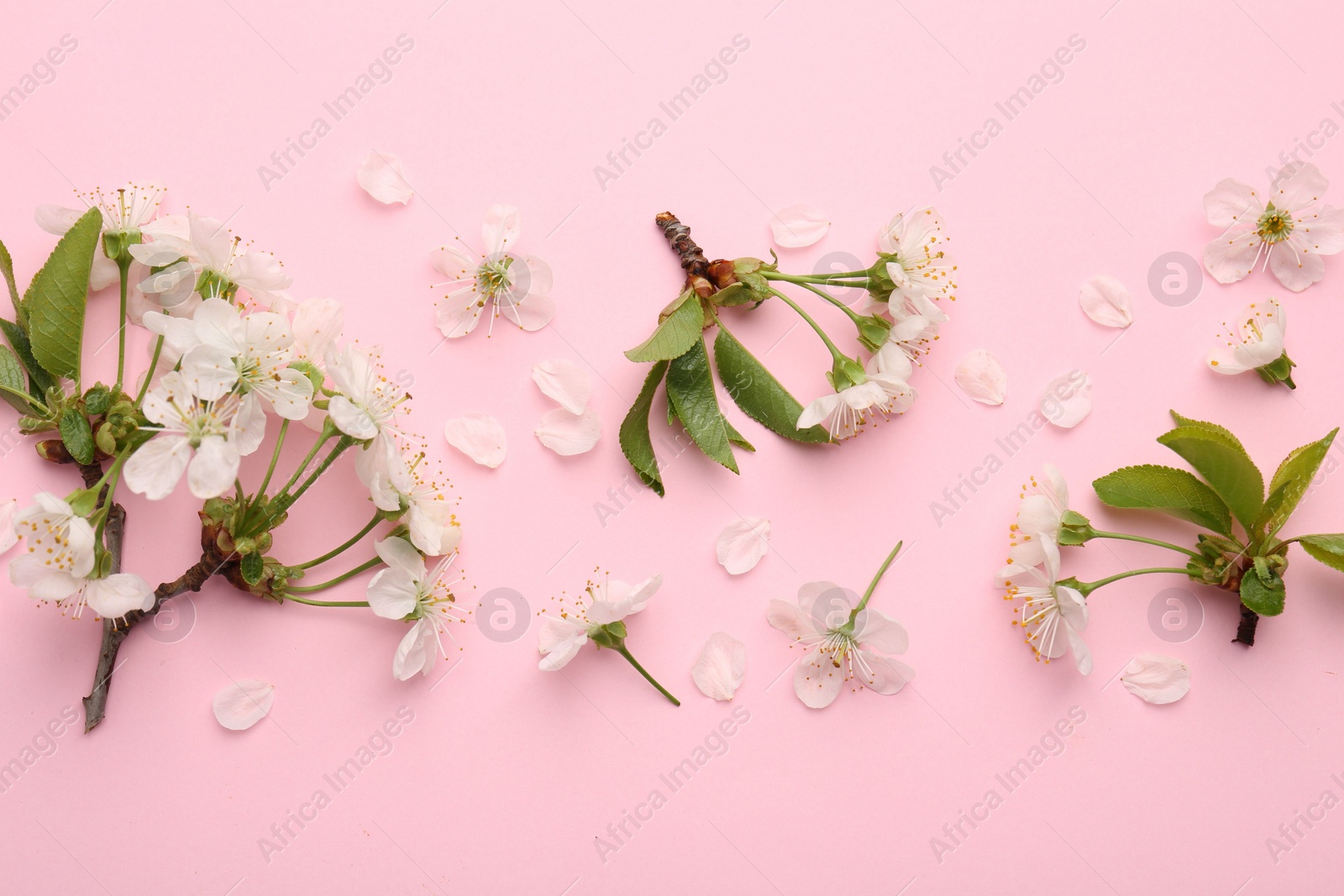 Photo of Beautiful spring tree blossoms and petals on pink background, flat lay