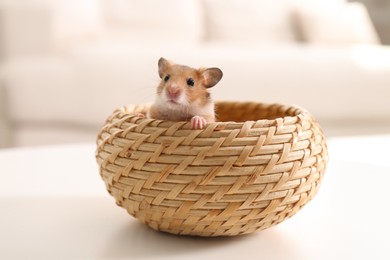 Photo of Cute little hamster in wicker bowl on white table indoors