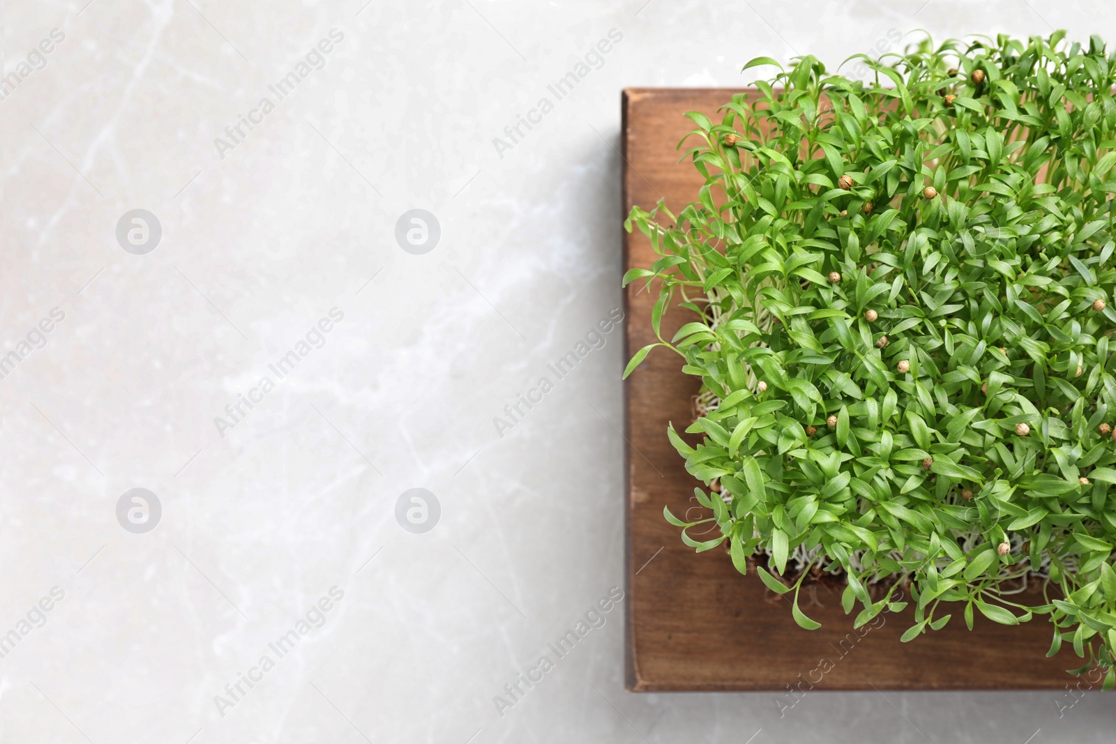 Photo of Fresh organic microgreen on white table, top view. Space for text