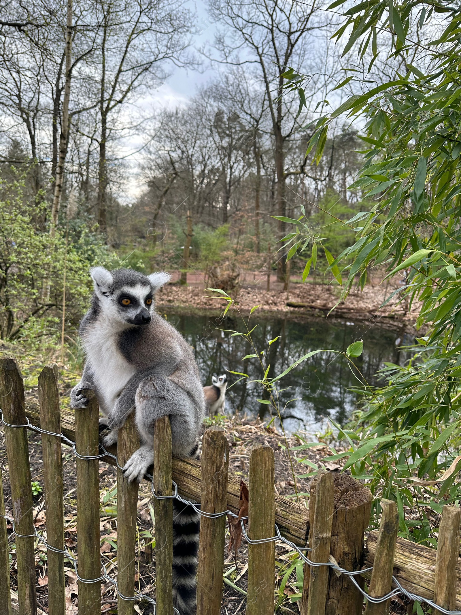 Photo of Cute ring-tailed lemur on wooden fence outdoors