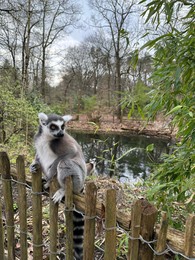 Cute ring-tailed lemur on wooden fence outdoors