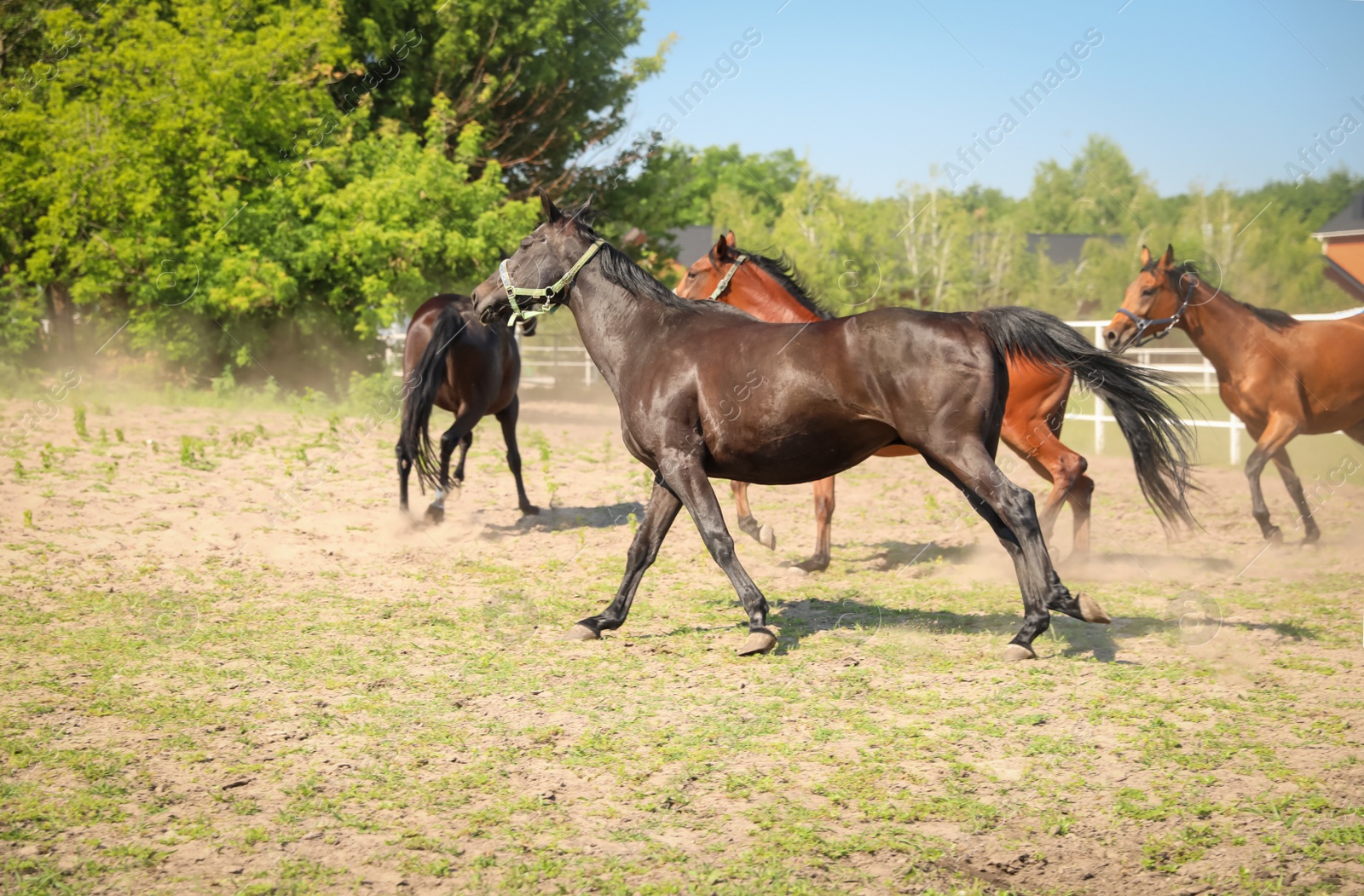 Photo of Bay horses in paddock on sunny day. Beautiful pets