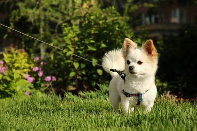 Photo of Cute Chihuahua with leash on green grass outdoors. Dog walking