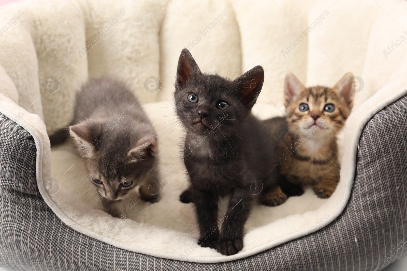 Photo of Cute fluffy kittens on pet bed. Baby animals