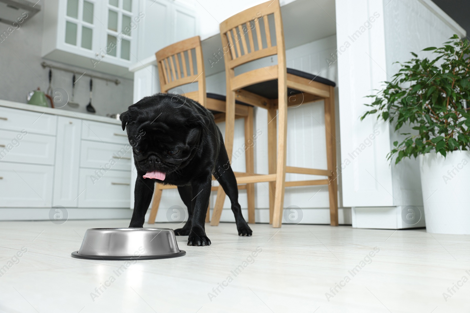 Photo of Cute Pug dog eating from metal bowl in kitchen, space for text