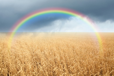 Image of Amazing rainbow over wheat field under stormy sky