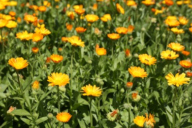Photo of Beautiful blooming calendula flowers outdoors on sunny day