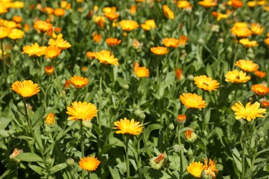 Beautiful blooming calendula flowers outdoors on sunny day