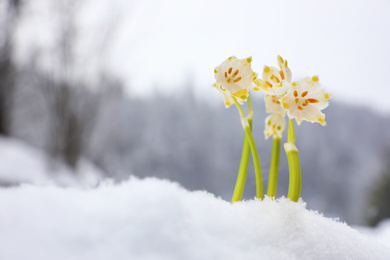 Spring snowflakes growing outdoors on winter day. Beautiful flowers