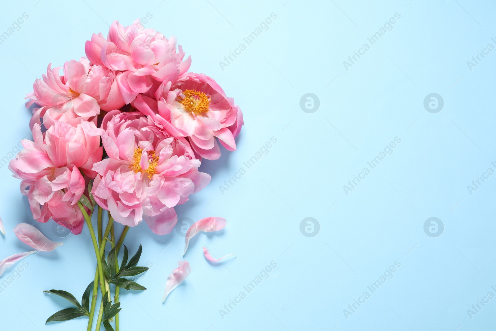 Photo of Bunch of beautiful pink peonies and petals on light turquoise background, flat lay. Space for text
