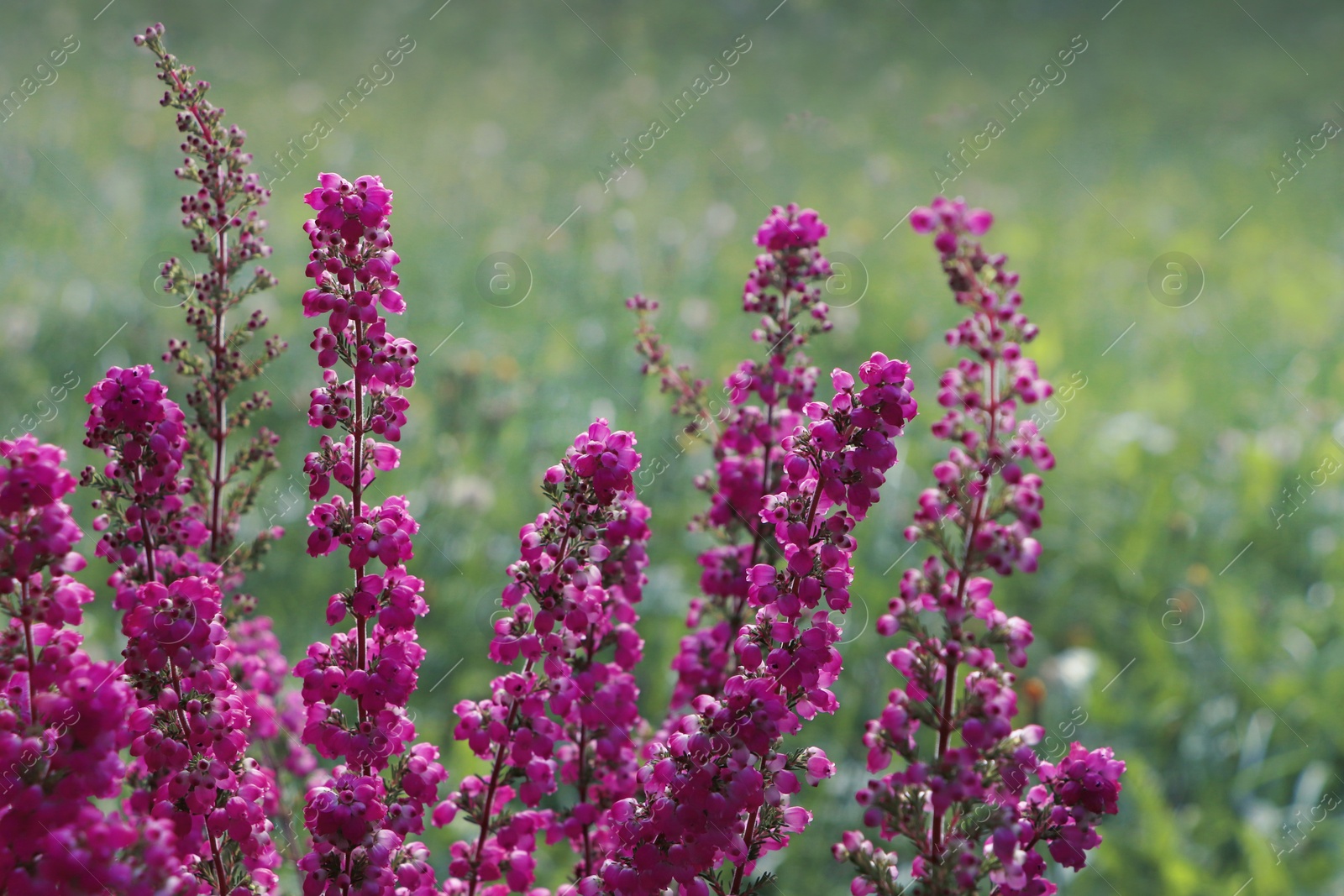 Photo of Heather shrub with blooming flowers outdoors, closeup