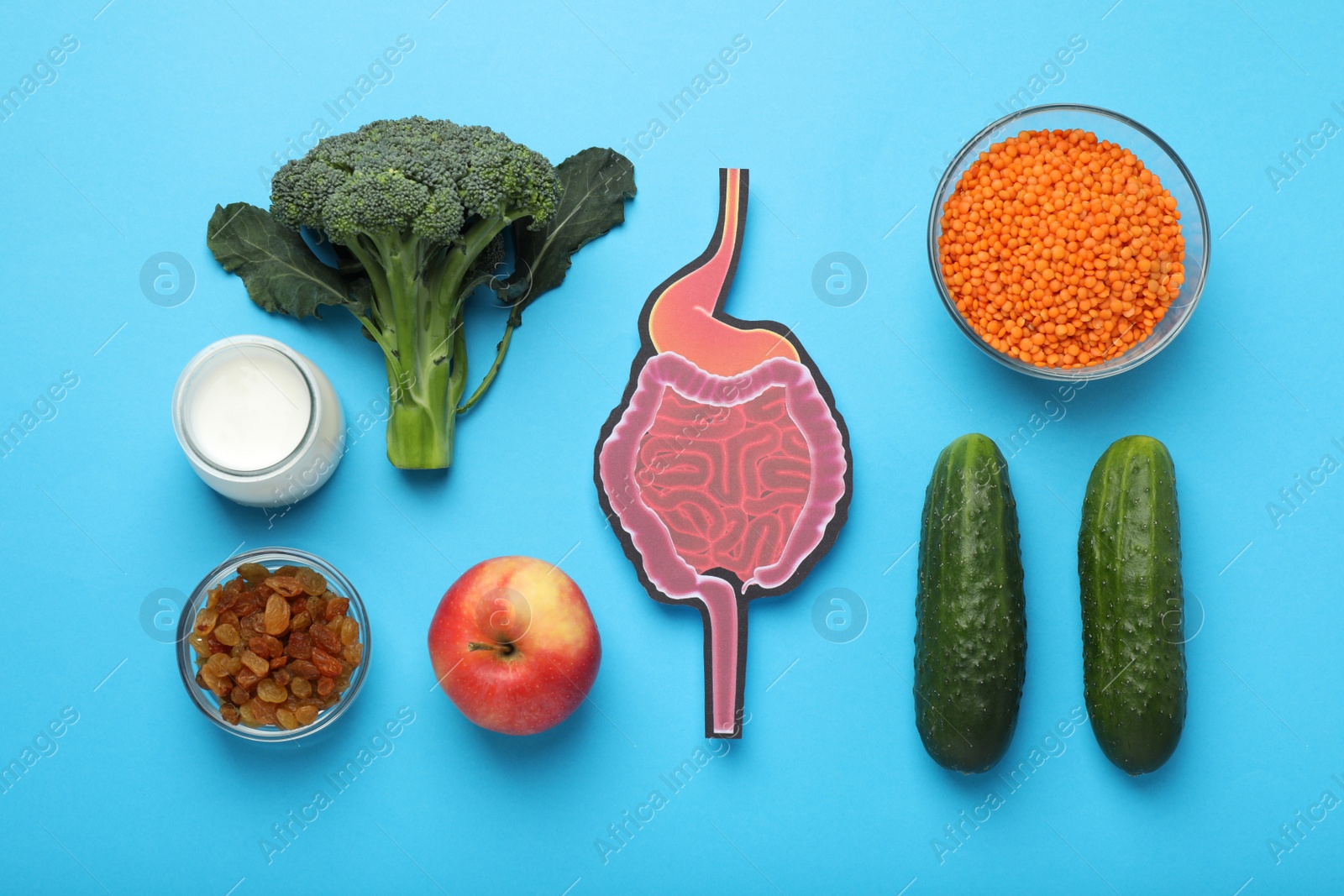 Photo of Layout of gastrointestinal tract model and products to help digestion on turquoise background, top view