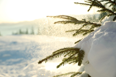 Fir tree covered with snow on winter day, closeup. Space for text