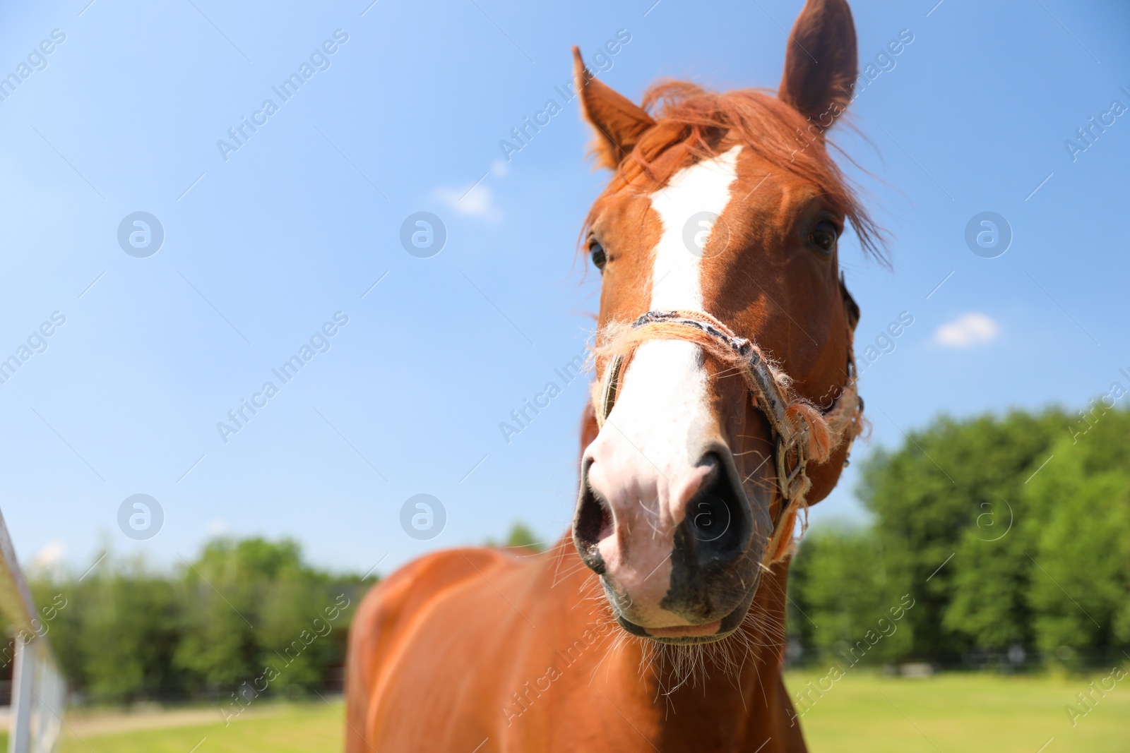 Photo of Chestnut horse outdoors on sunny day. Beautiful pet