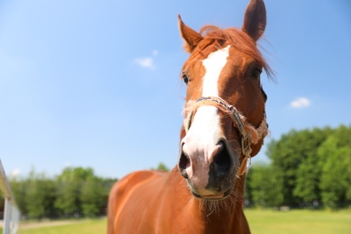 Chestnut horse outdoors on sunny day. Beautiful pet