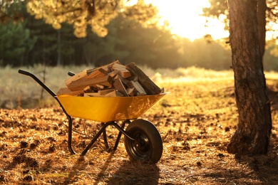 Photo of Wheelbarrow with cut firewood in forest on sunny day