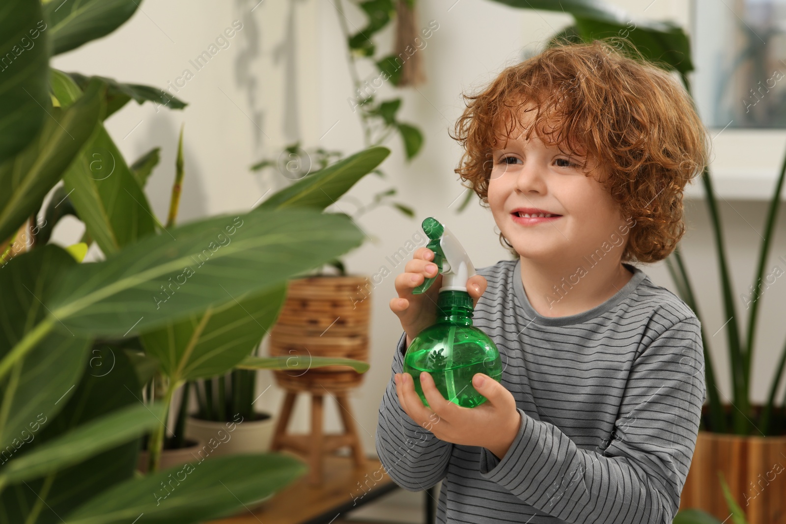 Photo of Cute little boy spraying beautiful green plant at home. House decor