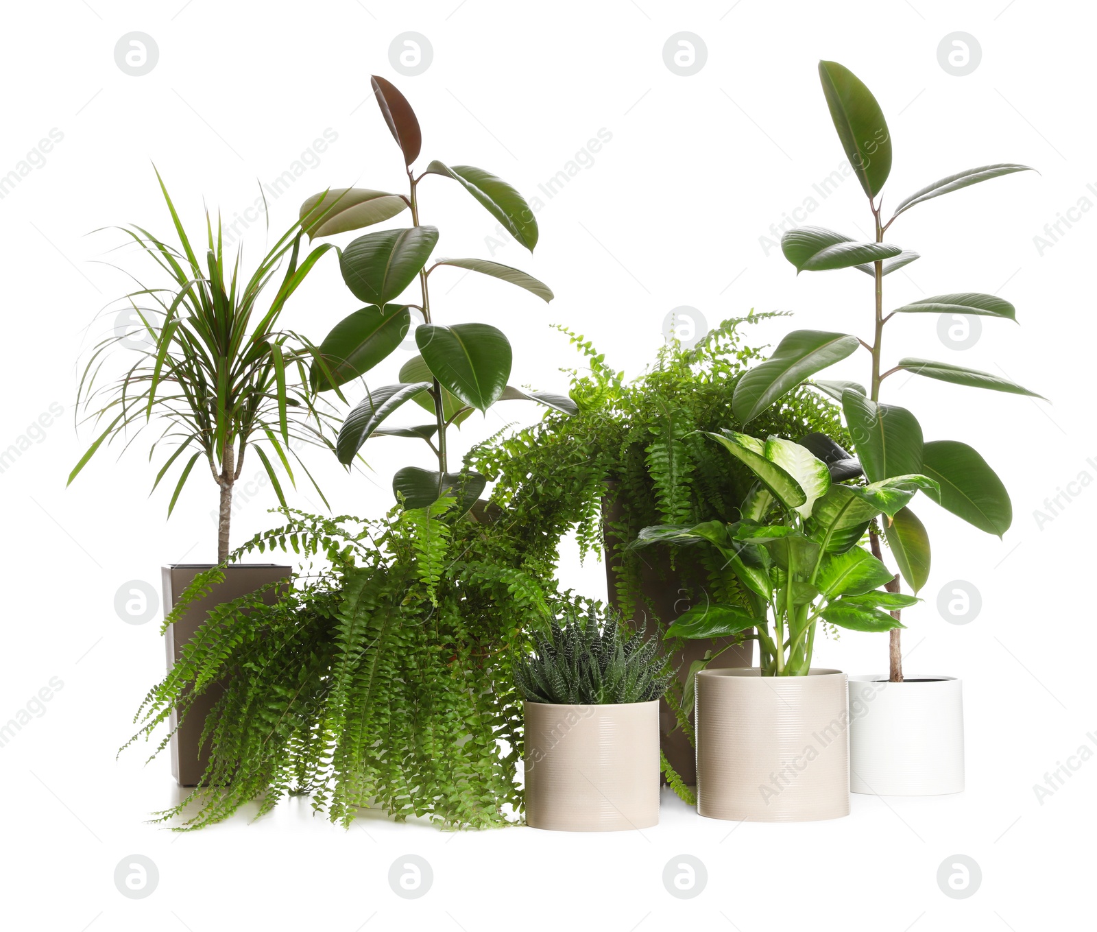 Photo of Pots with different exotic plants isolated on white. Home decor