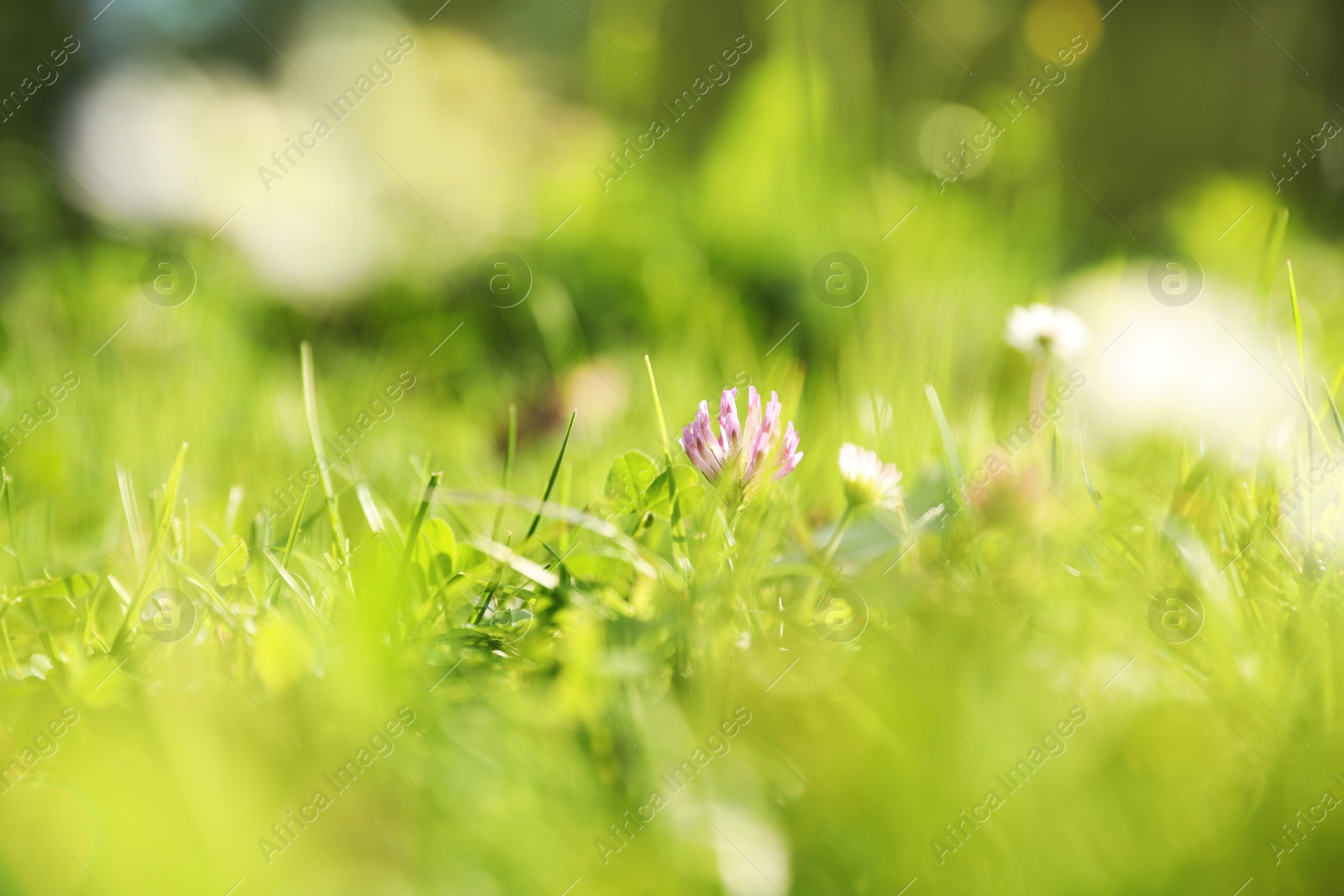 Photo of Beautiful flowers growing on green meadow in summer