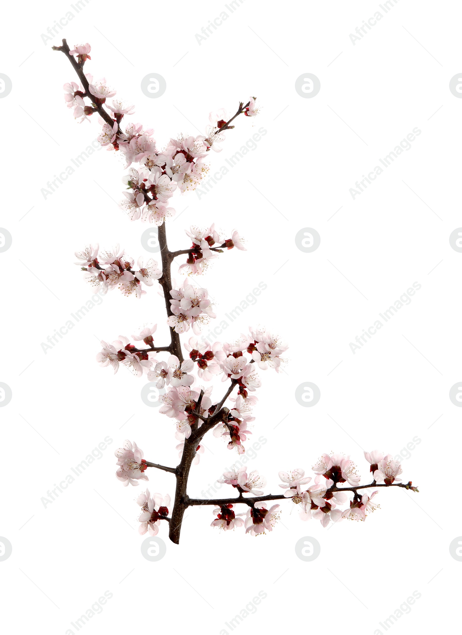 Photo of Beautiful blossoming apricot tree branch on white background