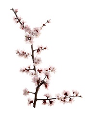 Beautiful blossoming apricot tree branch on white background