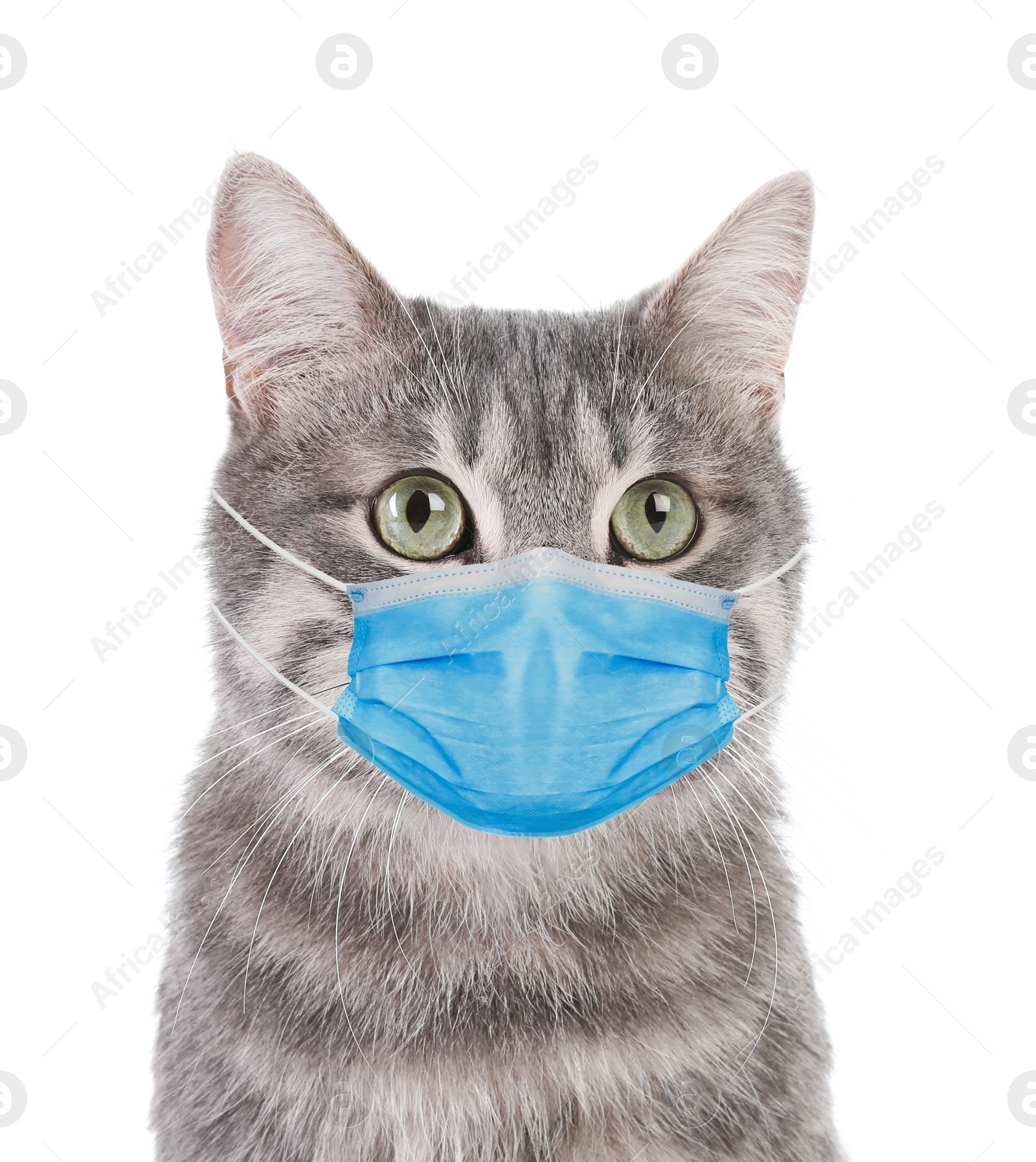 Image of Gray tabby cat in medical mask on white background. Virus protection for animal