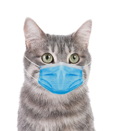 Image of Gray tabby cat in medical mask on white background. Virus protection for animal