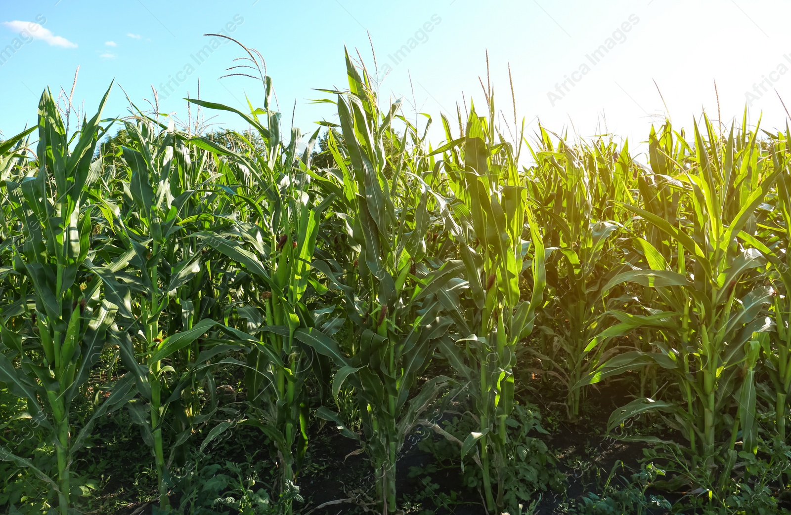 Photo of Beautiful view of corn growing in field