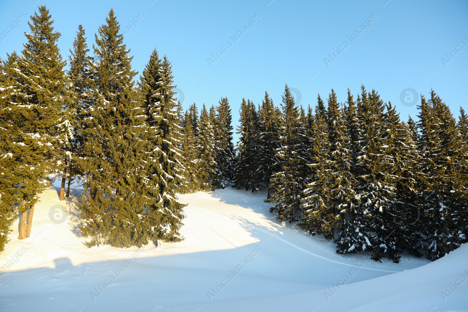 Photo of Picturesque view of snowy forest in winter