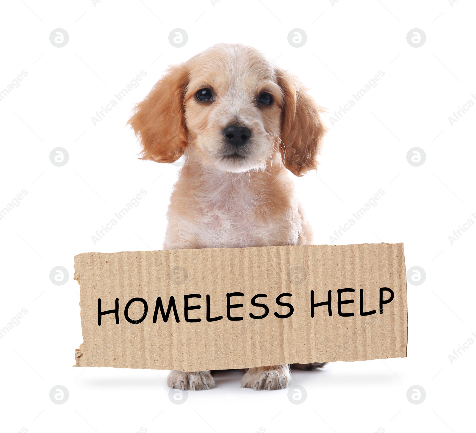 Image of Cute English Cocker Spaniel puppy and piece of cardboad with text Homeless Help on white background. Lonely pet