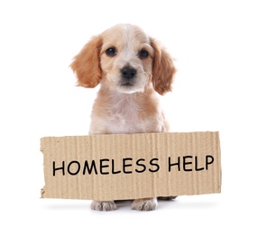 Cute English Cocker Spaniel puppy and piece of cardboad with text Homeless Help on white background. Lonely pet