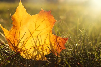 Beautiful fallen leaf among green grass outdoors on sunny autumn day, closeup. Space for text