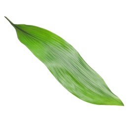 Photo of Beautiful tropical Aspidistra leaf on white background