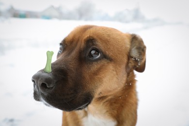 Adorable dog with bone shaped cookie on nose against light background