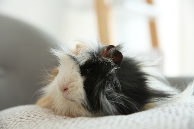 Photo of Adorable guinea pig on pillow indoors. Lovely pet