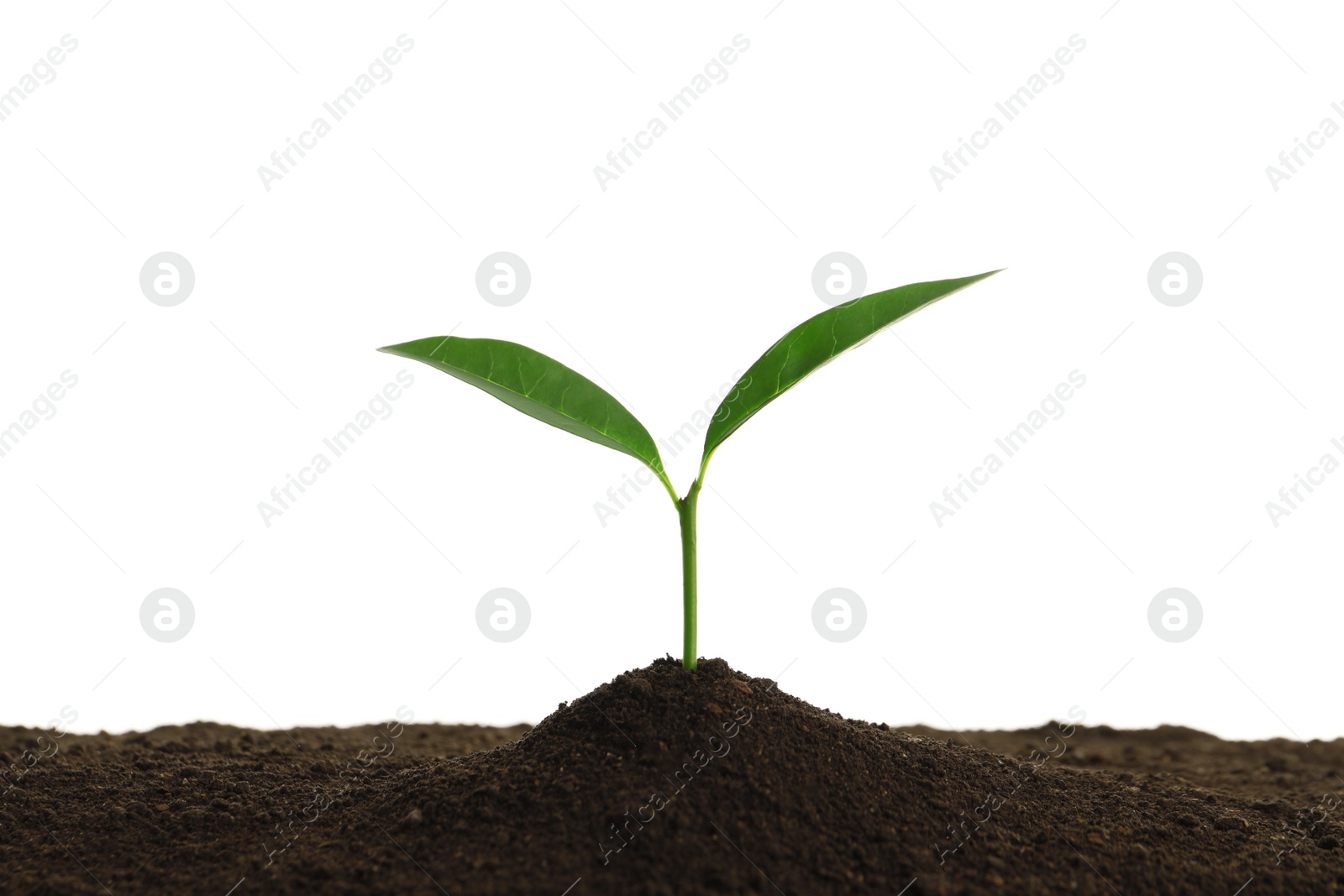 Photo of Young plant in fertile soil on white background. Gardening time