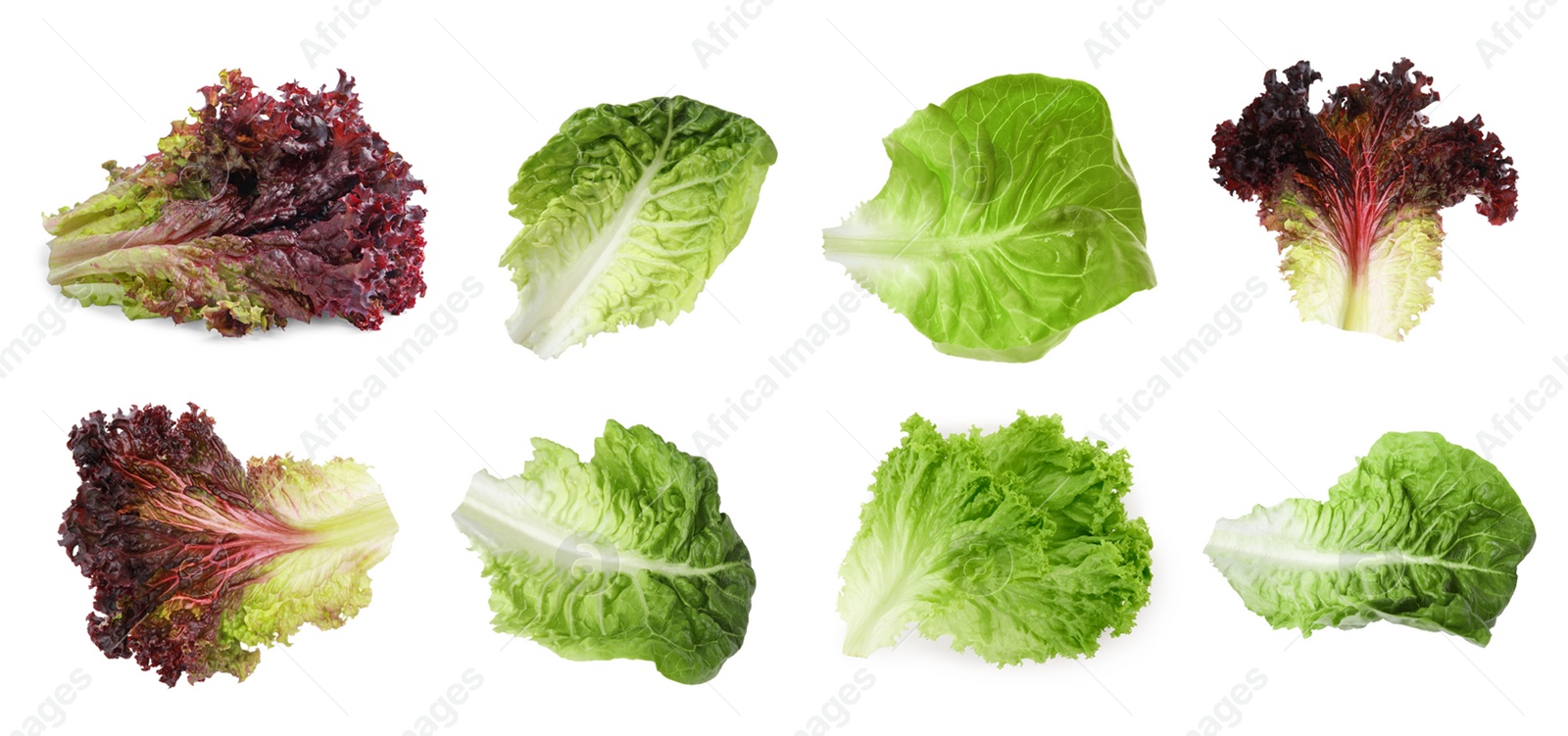 Image of Different types of lettuce isolated on white, collage design