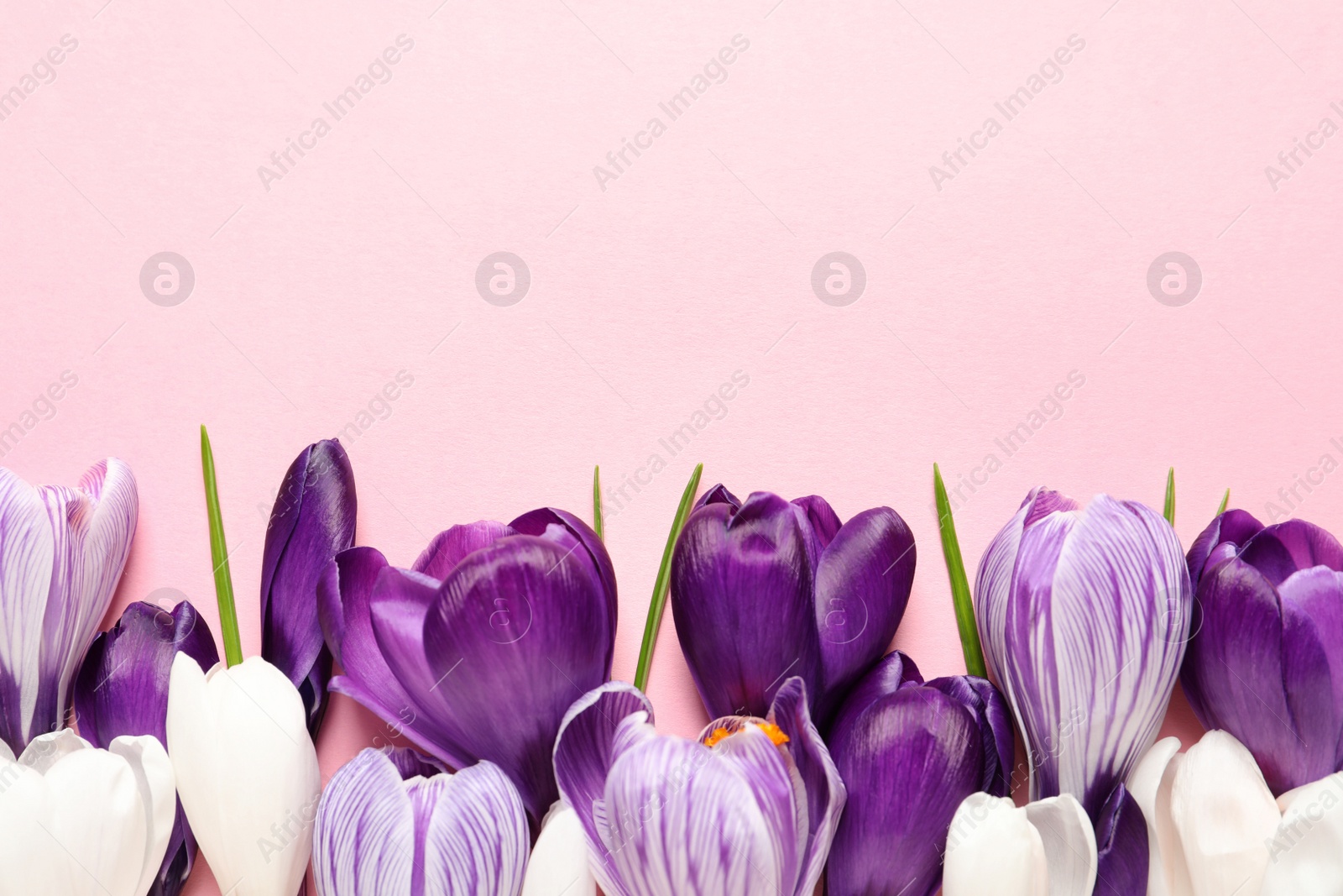 Photo of Flat lay composition with spring crocus flowers on color background, space for text