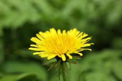 Photo of Beautiful yellow dandelion growing outdoors, closeup view