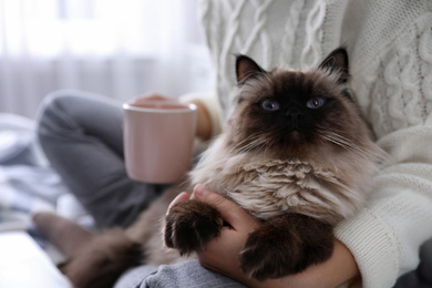 Photo of Woman with her cute Balinese cat on bed at home, closeup. Fluffy pet