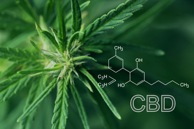 Image of Closeup view of green hemp plant and CBD formula