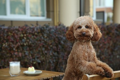 Photo of Cute fluffy dog at outdoor cafe. Space for text