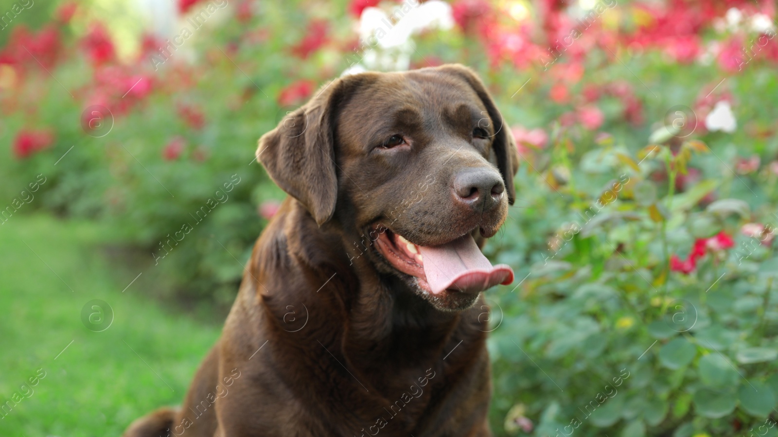 Photo of Funny Chocolate Labrador Retriever near flowers in green summer park