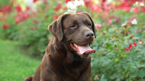 Funny Chocolate Labrador Retriever near flowers in green summer park