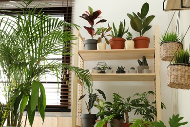 Stylish room interior with different home plants