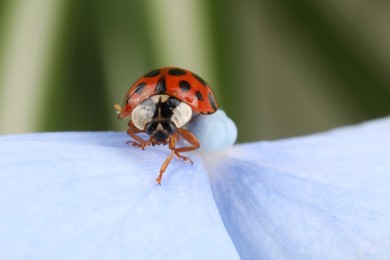 Photo of Ladybug on hydrangea flower against blurred background, macro view. Space for text