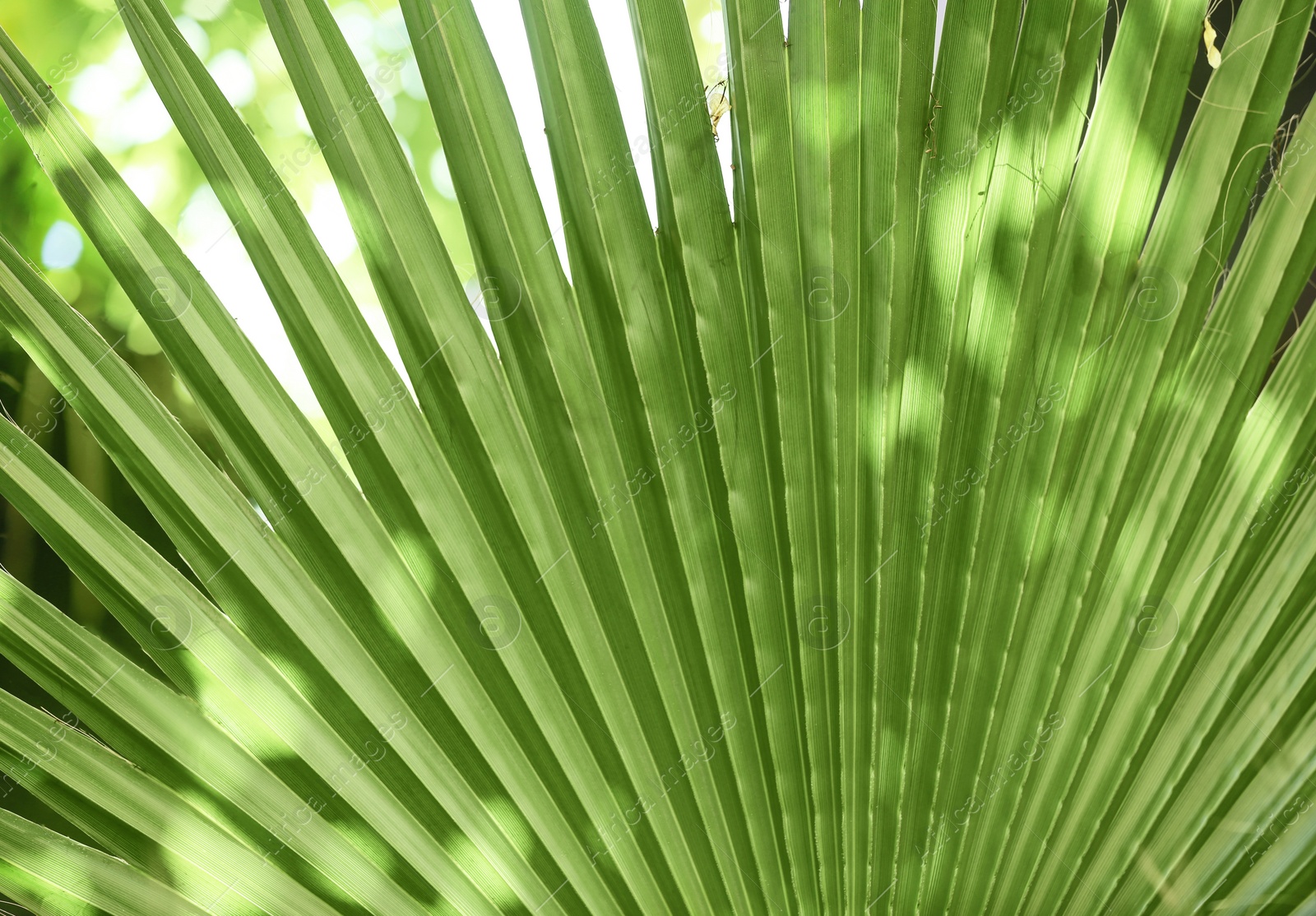 Photo of Beautiful tropical palm leaf, closeup