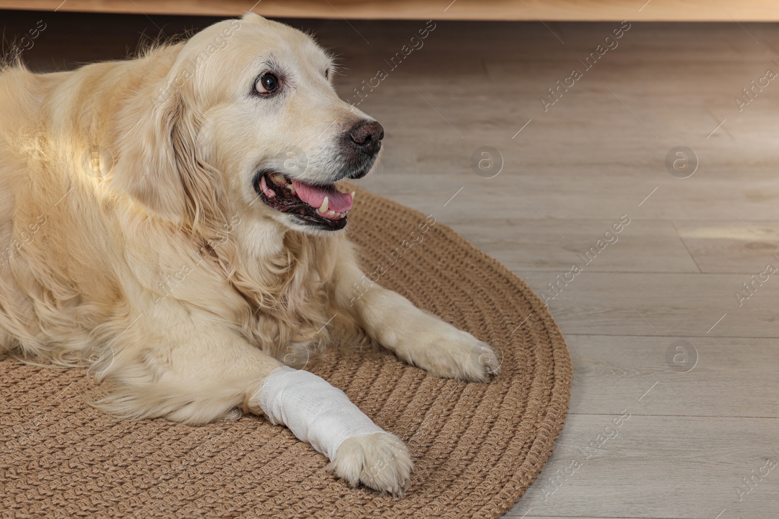 Photo of Cute golden retriever with bandage on paw at home